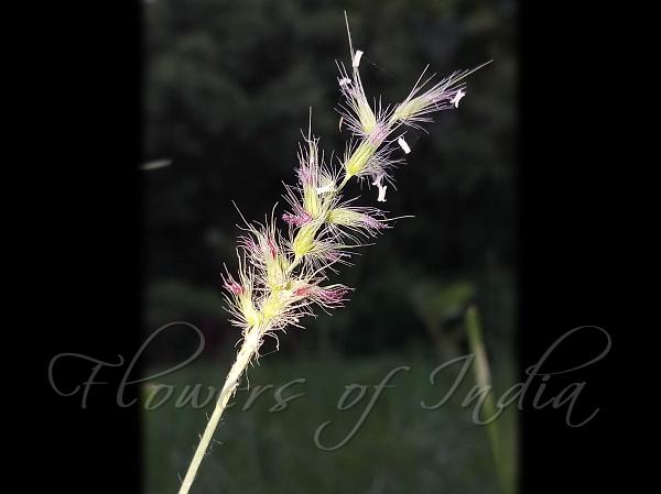 Spiny Burrgrass
